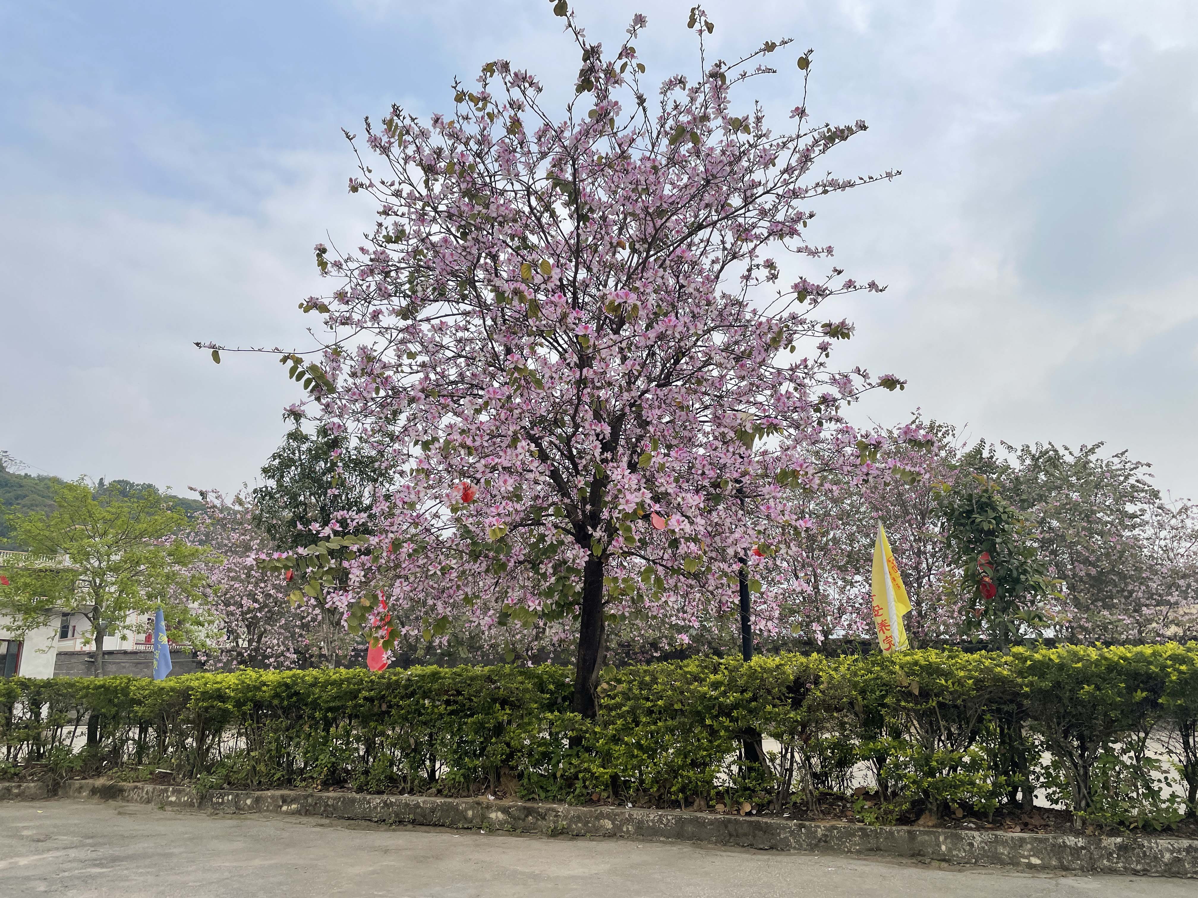 佛善安養(yǎng)院院內(nèi)景觀