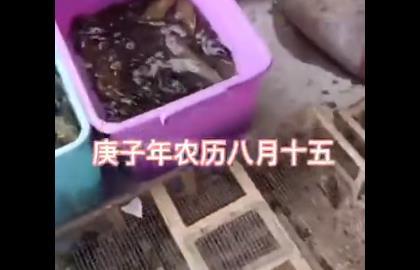 佰健養(yǎng)老院放生